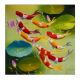  Beautiful Colorful Fishes Canvas Print