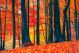 Beautiful Autumn Forest Canvas Print