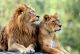 Pair Of Adult Lions In Zoological Garden Canvas Print