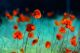 Blooming Red Poppies In A Field Canvas Print