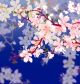 Blooming Tree Brunch With Dark Blue Background Canvas Print