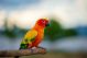 Parrot Standing On A Wooden Rail Canvas Print