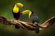 Toucan Sitting On The Branch In The Forest Canvas Print