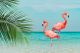 Flamingos Standing In Clear Blue Sea With Sunny Sky Canvas Print