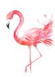 Pink Flamingo In White Background Canvas Print