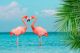 Flamingos Standing In Clear Blue Sea In summer season With Cloud And Green Coconut Tree Leaves In Foreground Canvas Print