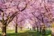 Cherry Blossoming Trees In Sunny Park Canvas Print