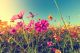 Cosmos Flowers That Bloom In Beautiful Fields In Summer Canvas Print