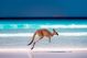 Kangaroo Hopping On Sand Near The Surf On The Beach Canvas Print