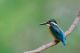 Beautiful Bird (Kingfisher) Canvas Print