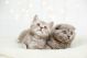 Two Cute Kittens On White Background Canvas Print