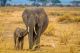 Elephant And Her Baby Walking Through Amboseli National Park Canvas Print