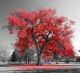 Big Red Tree Canvas Print