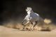 White Horse Run In Desert Canvas Print