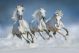 Group Of Beautiful Arabian Horses Canvas Print