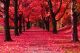 Autumn Park With Red Trees Tunnel Canvas Print