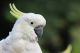 The White Parrot Bird Canvas Print