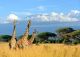 Three Giraffe In National Park of Kenya, Africa Canvas Print