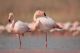 Pink Big Flamingos In The Water Canvas Print