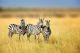 Zebra In The Grass National Park of Kenya Canvas Print