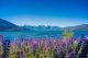 Beautiful View Of Perfect Lupine Flowers On Sunny Day Canvas Print