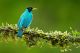 Close-up Portrait Of Green And Blue Bird Canvas Print