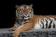 Close-up Bengal Tiger and Black Background Canvas Print