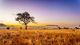 Lonely Tree on Yellow Meadow and Mountain with Clouds Canvas Print