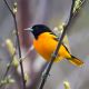 A Baltimore Oriole Perched on a Budding Tree Limb Canvas Print