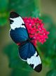 Butterfly on Pink Star Flowers in Tropical Garden Canvas Print