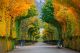 Beautiful Road Path Under Autumn Trees Canvas Print