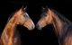 Horses Portrait on Black Background Canvas Print