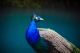 Portrait of Beautiful Peacock with Feathers Canvas Print