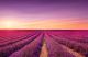 Lavender Flowers Blooming Field Sunset In France