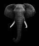 Elephant Head with Black Background Canvas Print