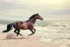 Bay Horse Run Free in Desert Dust Canvas Print