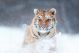 White Tiger In The Snow Canvas Print