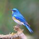 Blue Bird, Male Himalayan Bluetail (Tarsiger rufilatus) on a Branch Canvas Print