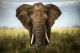 Big Elephant Canvas Print