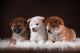 Three Cute Puppies Canvas Print