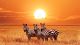 African Zebras At Beautiful Orange Sunset In Africa