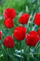 Red Tulips Canvas Print