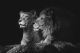 Portrait of a Sitting Lions Couple Close-up on Black Background Canvas Print