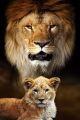 Big Male Lion and Cub Portrait Canvas Print