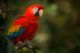 Colorful Parrot Sitting On The Branch Canvas Print