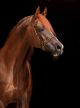 Black Arabian Horse with Black Background Canvas Print