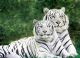 Two White Tigers Canvas Print