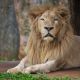 Closeup of a Male Lion Canvas Print