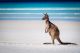 Juvenile Kangaroo On the Beach At Lucky Bay, Western Australia Canvas Print