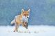 Fox on the Winter Forest with White Snow Canvas Print